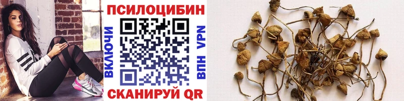 мега зеркало  цены   Удачный  Галлюциногенные грибы Cubensis 